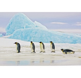 Obraz Penguins