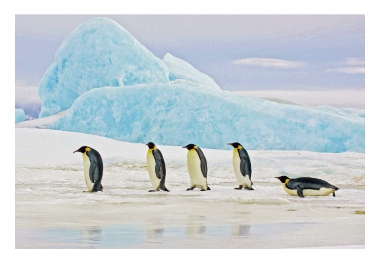 Obraz Penguins